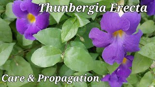 How to care amp propagate Thunbergia ErectaKings mantle Neelkantha plant  Premas Garden [upl. by Adnotal]