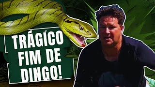 Trágico Fim de quotDingoquot Dinkelman  O Youtuber que Enfrentou uma MambaVerde [upl. by Enyallij589]