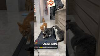 Kucing jogging di treadmill cat catlover kucinglucu [upl. by Revkah]