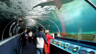 Sydney Aquarium  Darling Harbour  Teil 2 [upl. by Crotty227]