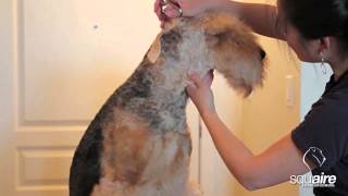 Airedale Grooming  Clipping 46  Scissoring of the Head [upl. by Tipton]