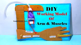 working model of arm and muscles for science project for science exhibition  easy diy  howtofunda [upl. by Eelnodnarb]