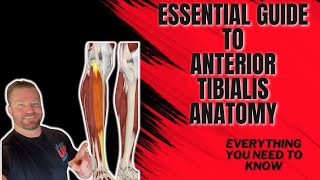 Essential guide to Anterior Tibialis muscles [upl. by Malynda172]