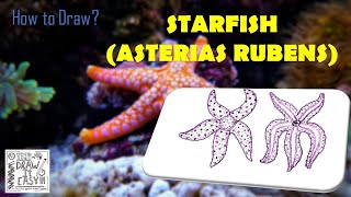 How to Draw Starfish Asterias rubens in Biology Journal  Class 11  Biology Diagram Guide [upl. by Nujra]