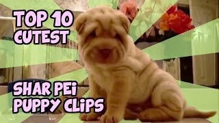 TOP 10 CUTEST SHAR PEI PUPPY CLIPS OF ALL TIME [upl. by Lian458]