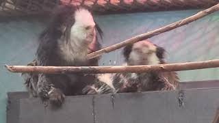 Geoffroys Marmosets at Henry Vilas Zoo 22324 [upl. by Ennahtur893]