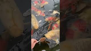 Eating big koi fish 😮😮 fishing aquarium koifish [upl. by Bergwall]