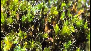 Moss growing Time Lapse [upl. by Eniluqcaj904]