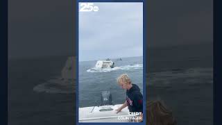 Breaching whale crashed into a boat Tuesday in Portsmouth Harbor capsizing it [upl. by Adiv313]