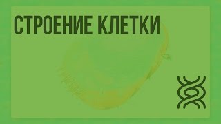 Строение клетки Видеоурок по биологии 5 класс [upl. by Anauqes472]