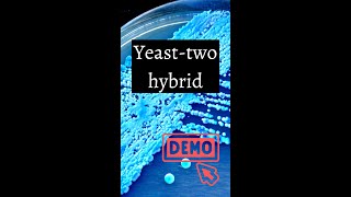 How to clone vectors for yeast two hybrid assay [upl. by Nydroj]