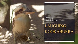 Laughing Kookaburra Dacelo Novaeguineae [upl. by Ahsikyt]