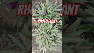 Rhoeo plant growth plants gardeningtipsyoutubeshorts [upl. by Ydna]