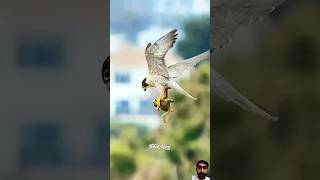 Falcon Attack😱 birds engelishringtone eagles wildlife shorts shortvideo youtubeshorts bird [upl. by Derril]