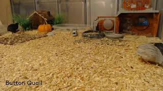 Button Quail Cam 103124 buttonquail birds cuteanimals pets [upl. by Yesdnik483]