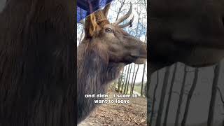 This elk rushed onto the highway never attacking cars truestory animals [upl. by Nahshun]