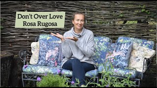 How to GrowCare for Rosa Rugosa [upl. by Anyahs]