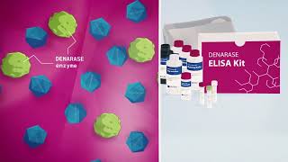 DENARASE® ELISA Kit  for residual traces of serratia marcescens endonucleases [upl. by Eimrej]