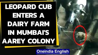 Mumbai Leopard enters a dairy farm in Aarey colony watch the videoOneindia News [upl. by Ogeid709]