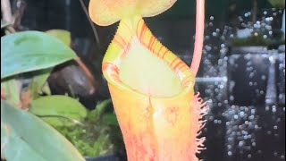 Hybrid Spotlight Nepenthes Lowii x Campanulata EP [upl. by Swirsky965]