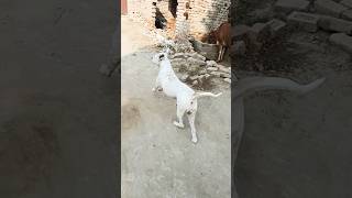 Koi is bully ko pakad kar to dikhaye dog pets dogsworld adorabledog kidstvsongs [upl. by Yanal834]