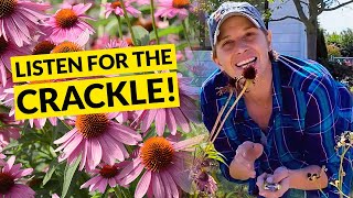 How to collect and store coneflower seeds [upl. by Emerson834]