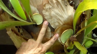 Propagate Staghorn Fern by Cutting [upl. by Attenoj569]