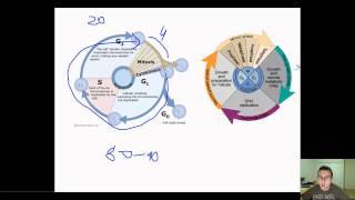 Prokaryotic Binary Fission vs Eukaryotic Cell Cycle [upl. by Sewoll]