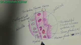 Histology of trachea [upl. by Bar]