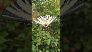 butterfly scarce swallowtail Iphiclides podalirius garden Camera Test Galaxy S24 Ultra [upl. by Acire]