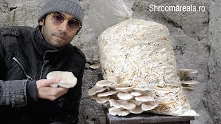 Cultivarea ciupercilor pleurotus pe saci cu paie pasteurizate  Shroomareala ep 9 [upl. by Ednew194]