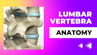 Lumbar Vertebra [upl. by Devaney]