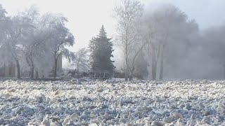 Ice jam on Kankakee River causes flooding 50 miles southwest of Chicago [upl. by Sherrer]