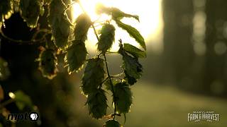 Newly Discovered Hop in Maryland is Making Headlines  Maryland Farm amp Harvest [upl. by Yerrok92]