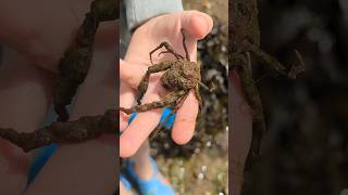 FIVE ROCKPOOL SPECIES IN 60 SECS fishing shorts shortvideo fish nature wildlife ocean beach [upl. by Lumbard]