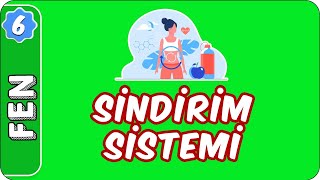 Sindirim Sistemi  6 Sınıf Fen evokul Kampı [upl. by Neicul]