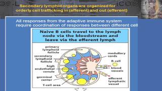 2015 B Cell Biology and T Follicular Helper Cells – The Fundamentals [upl. by Akahs753]