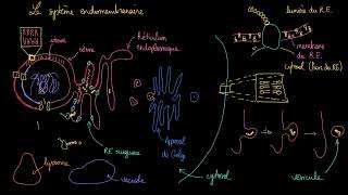 Le système endomembranaire [upl. by Aniroc]