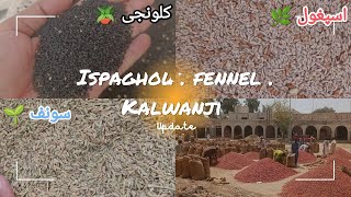 27032024 wednesday  KUNRI MIRCH 🌶️🍅 ISPAGHOL 🌿 FENNEL SEEDS 🌱 SAUNF 🌱 DHANIYA KALWANJI UPDATE [upl. by Killigrew]