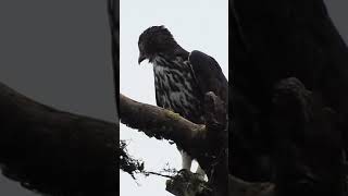 Changeable Hawk Eagle  pale morph [upl. by Airtina965]