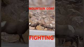 MOUNTAIN GOAT FIGHTING [upl. by Aztinay]