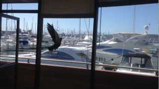 Pigeon flys into my window 10 times super funny [upl. by Airat49]