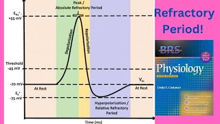 BRS Physiology  Refractory periods of Action Potential  FCPS Part1 [upl. by Burg]