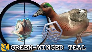 GREENWINGED TEAL SHOWCASE AND COMPARISON WITH A SURPRISE DIAMOND THE HUNTER CALL OF THE WILD [upl. by Civ]