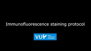 Immunofluorescence staining protocol [upl. by Haididej217]