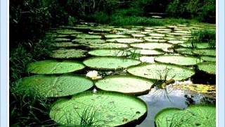 AS PAISAGENS NATURAIS BRASILEIRAS [upl. by Ayom]