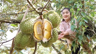 Harvest durian fruit for my recipe  Durian fruit recipe  Cooking with Sreypov [upl. by Eeliah710]