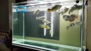 FEEDING MY MONSTER PEACOCKBASS AND ASIAN AROWANA [upl. by Gnilrits]