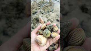 Picking Siwitsiwit small clam shell and Bugatan [upl. by Ettedualc]