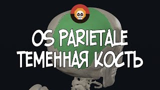 Теменная кость os parietale 3D Анатомия [upl. by Erlond]